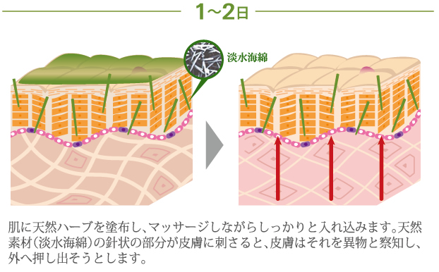 ハーバルシーの作用